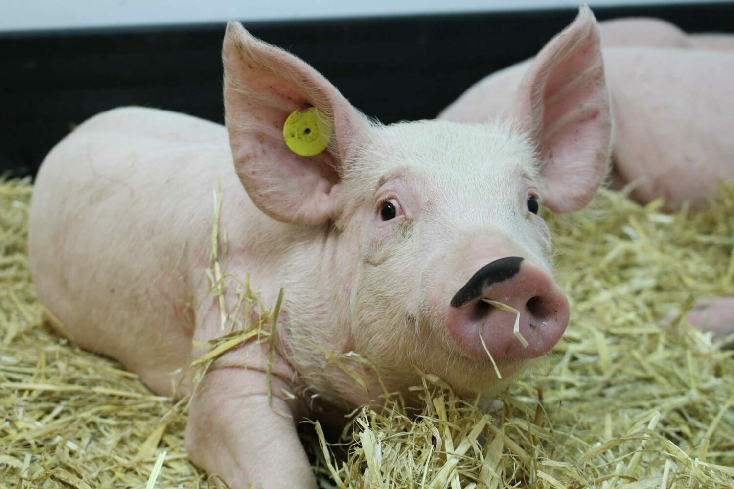 Pirbright makes swine flu antibodies first – UKRI