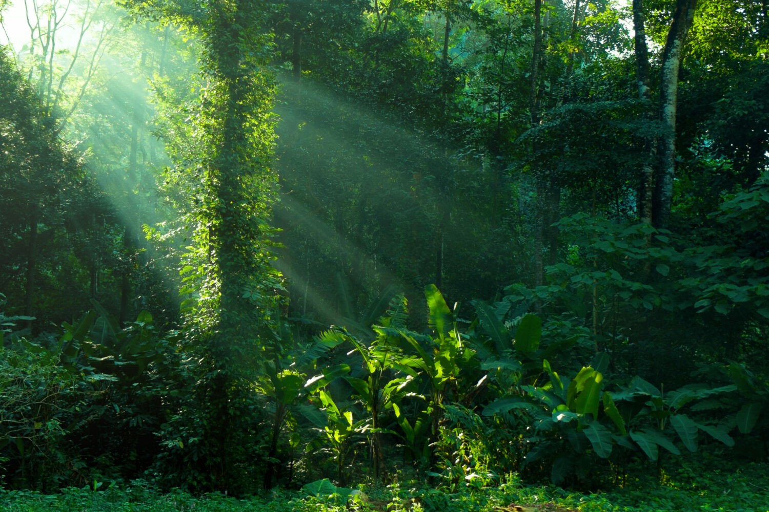 Глубокий тропический лес