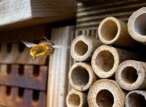 Bee a good citizen: bee hotel survey to help save our pollinators – UKRI