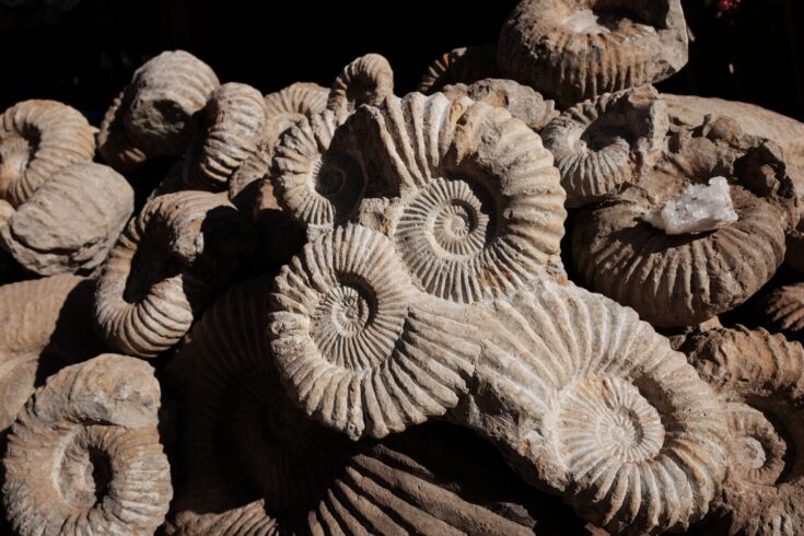 Neutrons reveal ammonites jetted around prehistoric oceans – UKRI