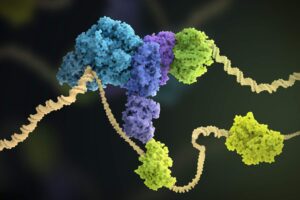 A close up image of DNA being replicated.