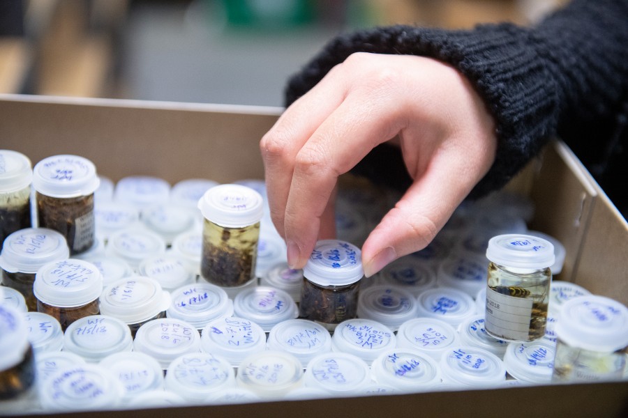 A RIS employee handles insect samples in containers