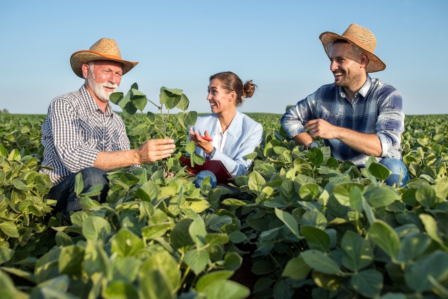 Farmers and sales representative checking soybean crop quality