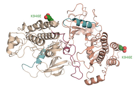 Rendering of interface in the mutant epidermal growth factor receptor (EGFR) that was shown to be critical for EGFR-driven tumour growth. The K946E mutation labelled was used by the team to arrest tumour growth in the study.