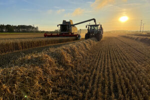 A wide shot of a combine harvester harvesting winter wheat in an agricultural field in Embleton, Northumberland at sunset on a summer's evening. A tractor pulls a large trailer, driving alongside collecting the crop.