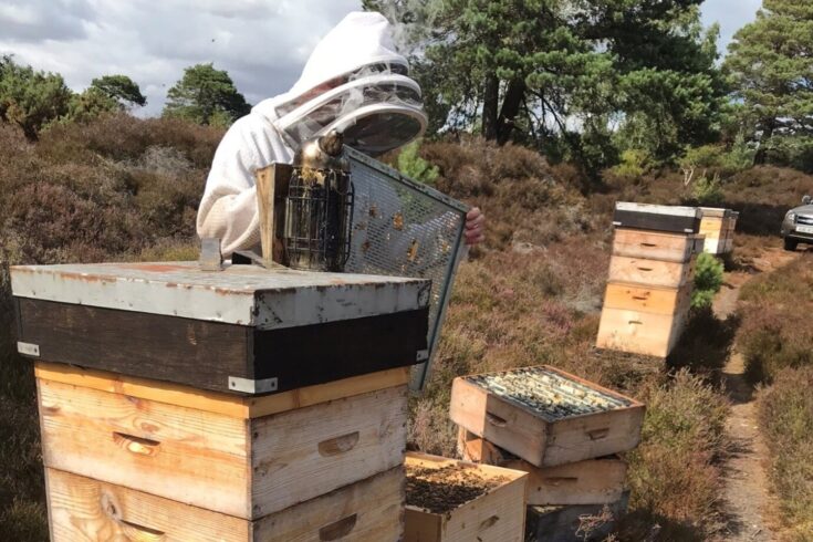 A bee farmer and bees on the heaths at Field Honey Farms, Dorset.