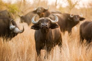 A group of African Buffalo standing in long grass.