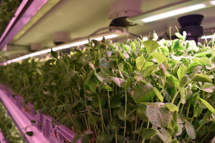 A close-up of mature pea shoots being grown in an aeroponic system