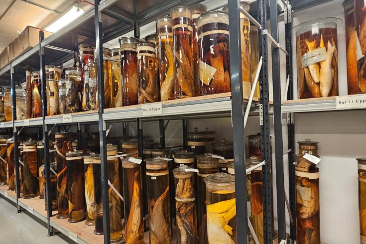 A row of specimens preserved in jars on a shelf.