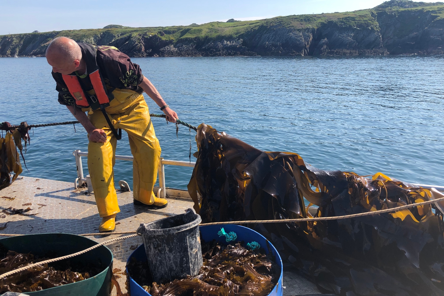 A man wearing waterproof trousers and a life jacket lifting a rope covered in seaweed from the sea.