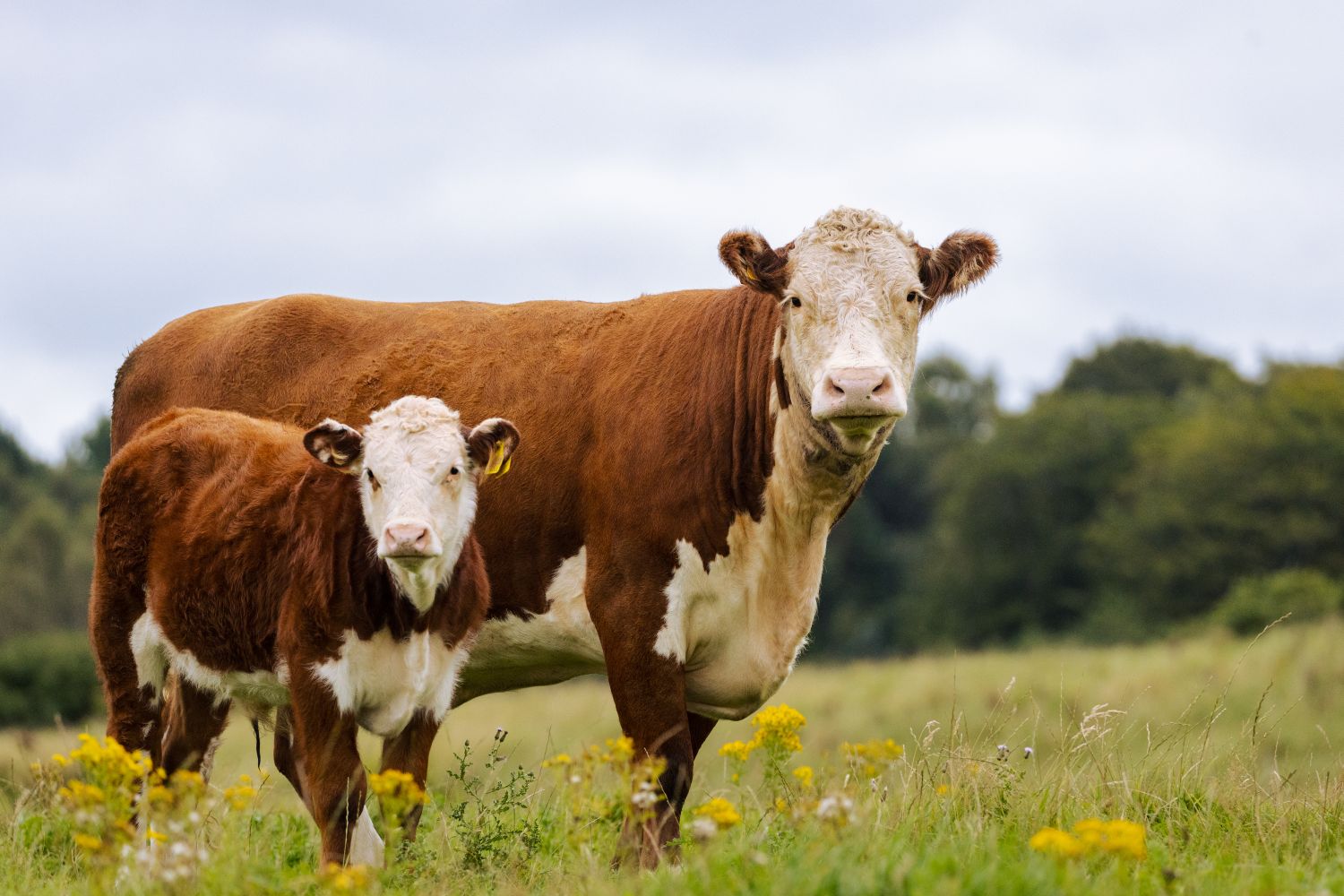 Two cows standing in a field