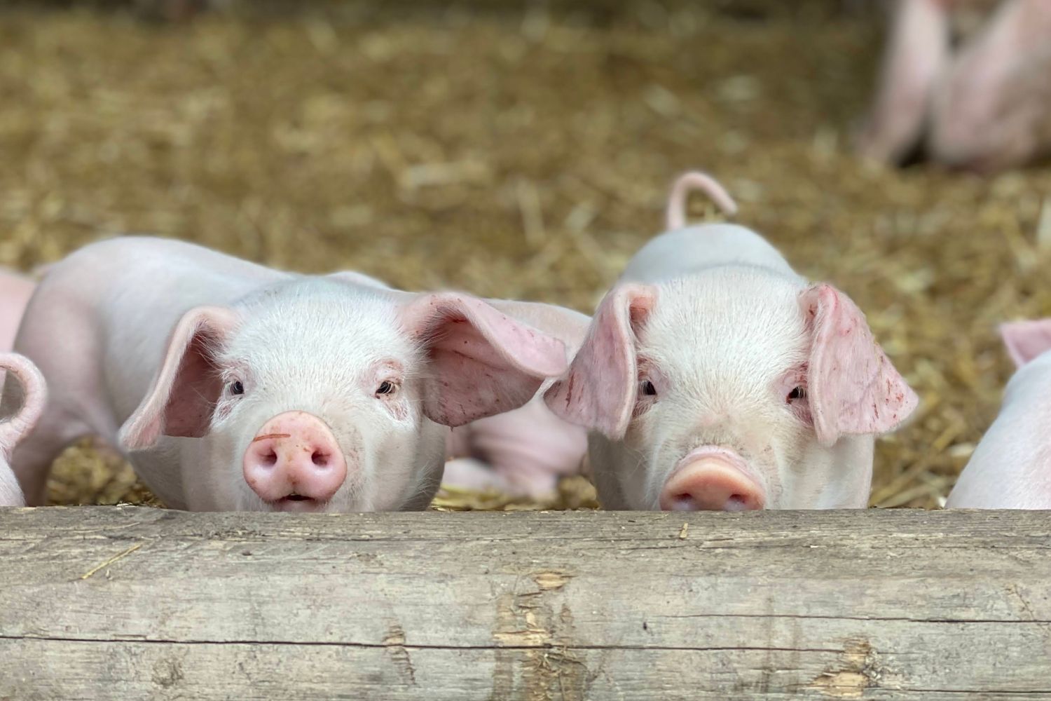 Two piglets in a pen.
